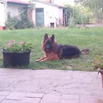 Pensión Bugygattolo Boves