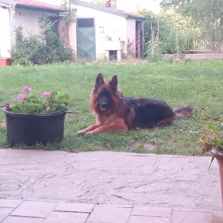 Гостевой дом Bugygattolo Boves